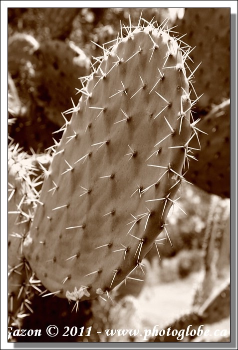 20100613_Les CACTUS__MG_4567+cactus feuille.jpg