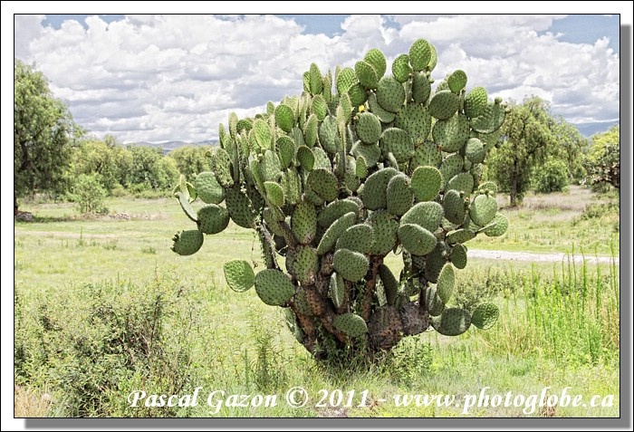 20100613_Les CACTUS__MG_4575+cactus arbre.jpg