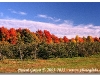 20120127_Couleurs d\'Automne_CN027-37.JPG