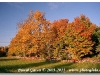 20120127_Couleurs d\'Automne_CN028-02.JPG