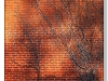 Ivy on a red bricks wall after winter with shadows