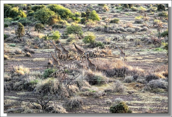 _MG_2883+girafes