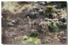 _MG_2860+girafes-3