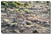 _MG_2883+girafes