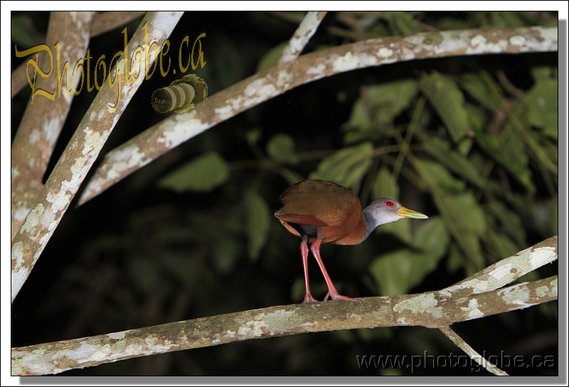 first day on the cruise, night trip On the Amazon river, Manaus, Amazonie, Brasil le 01 April 2013. Photo: Pascal Gazon