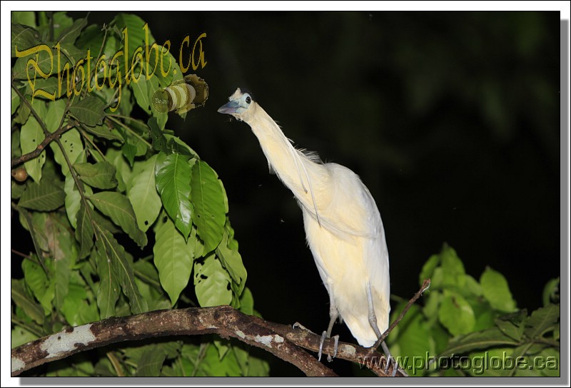 first day on the cruise, night trip  On the Amazon river, Manaus, Amazonie, Brasil le 01 April 2013. Photo: Pascal Gazon